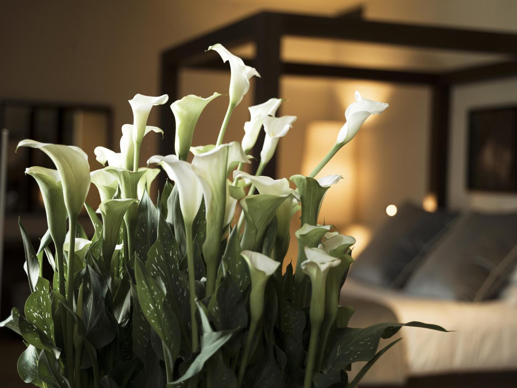 Filario Hotel&Residences Lezzeno Habitación foto